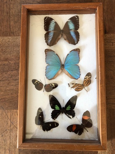 Jolis papillons dans cadre - un,