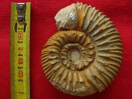 Deux ammonites callovien - deux, du