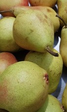Pyrus communis 'Beurré Royal'
