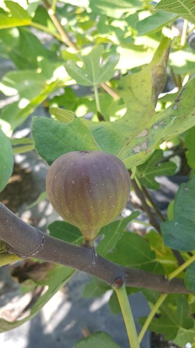 Ficus carica grise de - carica, 'grise
