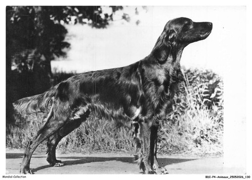 Bdip4 0307 animaux chiens - -,