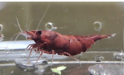 Crevette néocaridina red - crevette,