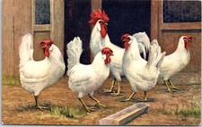 ANIMALS - Rooster and Chickens