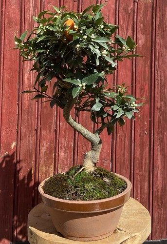 Bonsaï agrume citrus - agrume,