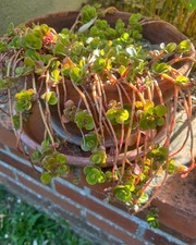 Lot 3 Boutures Sedum Makinoi