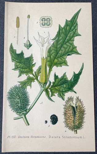 Botanique datura stramoine - datura,