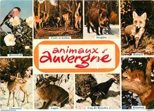 Animaux - Auvergne - Multivues - Bouvreuil Pivoine - Renard - Ecureuil - CPM - V
