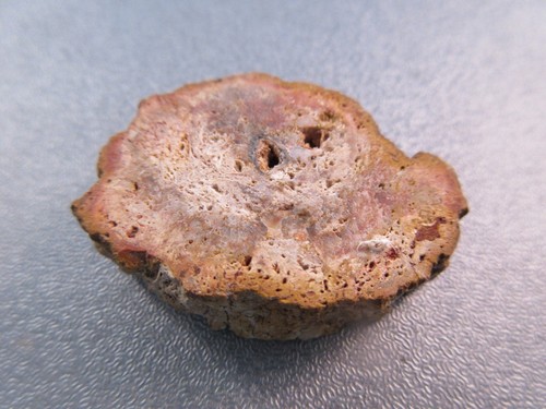 Madagascar petrified wood - madagascar,