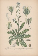 Hirtentäschel (Capsella