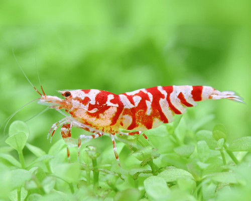 Lot crevettes - 10,