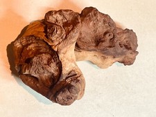 EXCEPTIONNELLE racine araignée mangrove spider root bois 23X15X15   H3 aquarium