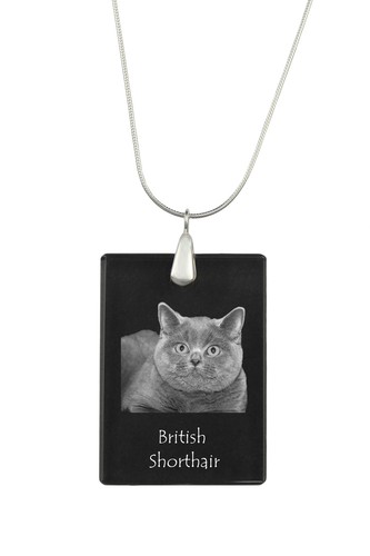 British shorthair collier - collier, en