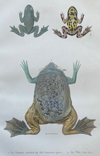 Zoologie crapaud couleur - zoologie,