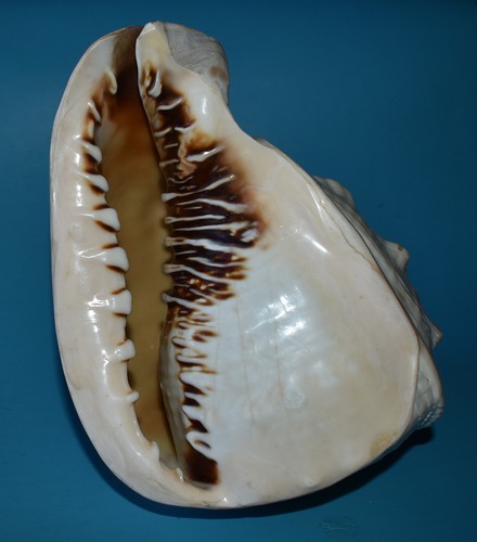Sea shell coquillages - shell,