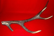 Bois de cerf ancien naturel 62