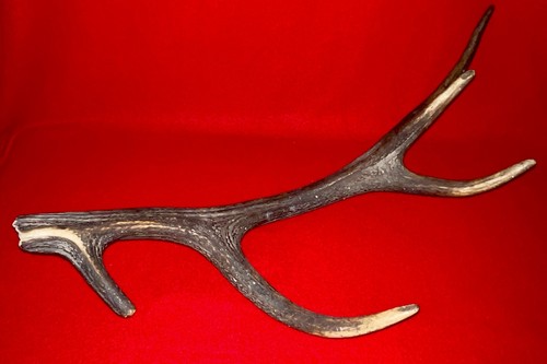 Bois cerf ancien - naturel, 62