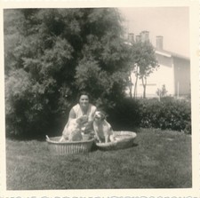 Snapshot Woman with Two Spaniel Breed Dogs Basket Dogs Canine Bunk 