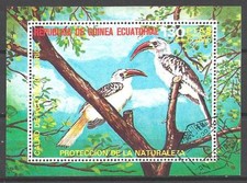 Oiseaux Guinée Equatoriale