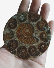 Plateau en ammonites de Madagascar 66,14 g / 8 cm