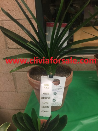 The great technician clivia - technician, (