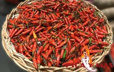 30 GRAINES BIRDSEYE PIMENT