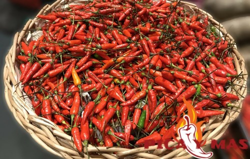 Graines birdseye piment - 30,