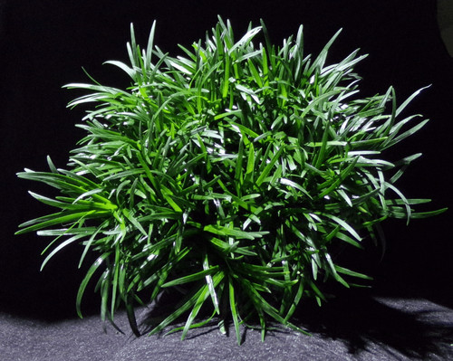 Plantes pour jardins - jardins, japonais