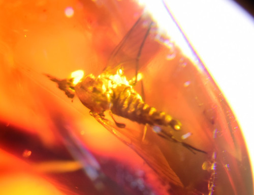 Rare insecte pierre fossile - rare, en