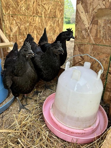 Ayam cemani chicken - cemani, hatching