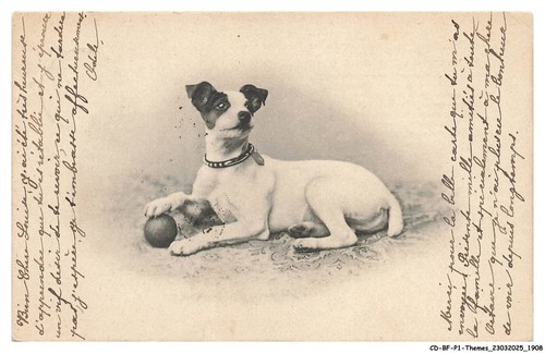 Bfp1 0955 chien - cd-bfp1-0955-chien, jack