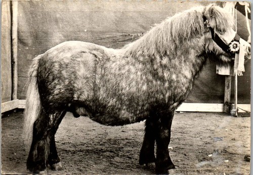 Cheval poney shetland cpsm - ,