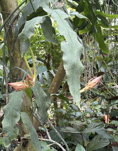 Epiphyllum reine nuit - reine,