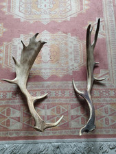 2 BOIS MUES DAIM 63/65CM