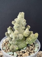 Cactus Pseudolithos