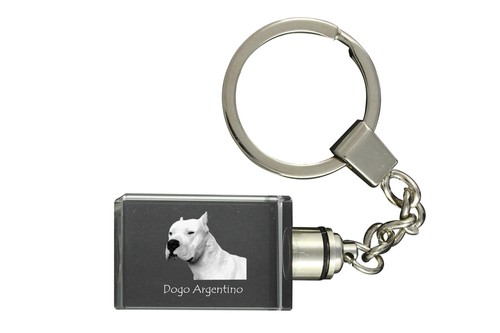 Dogue argentin dogo argentino - argentin,,