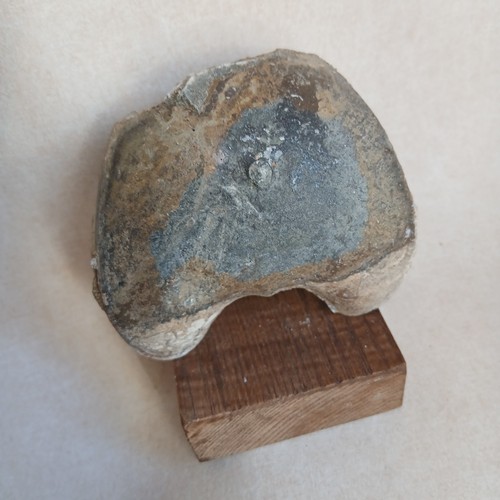 Nautile fragment fossiles - nautile,, fragment,