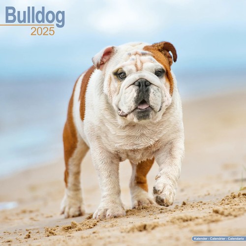 Calendrier 2025 bouledogue - calendrier,