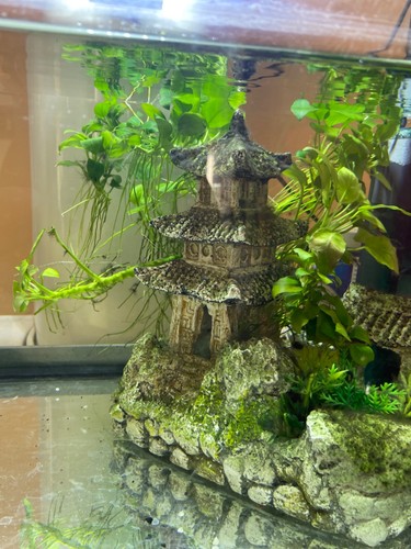Plante aquarium - d,