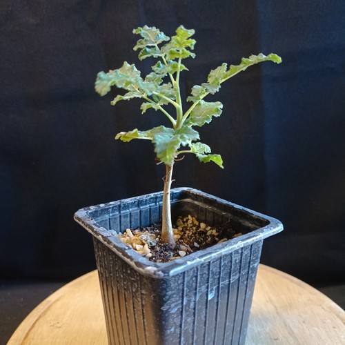 Boswellia sacra caudex - boswellia, 'sacra',
