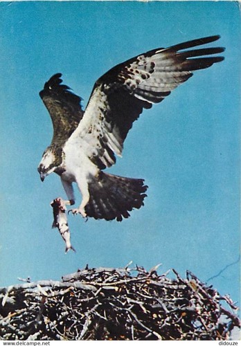 Carte postale animaux - carte,