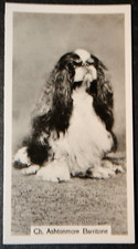 KING CHARLES SPANIEL   Show Champion  Vintage 1938 Photo Card  FE24MS