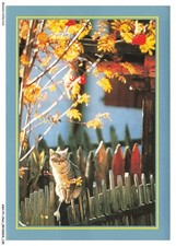 ASHP1-0066-CAT - A CAT ON A WOODEN FENCE