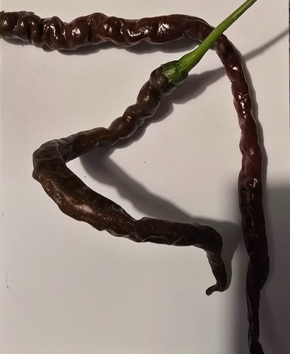 Graines piment thunder - piment,