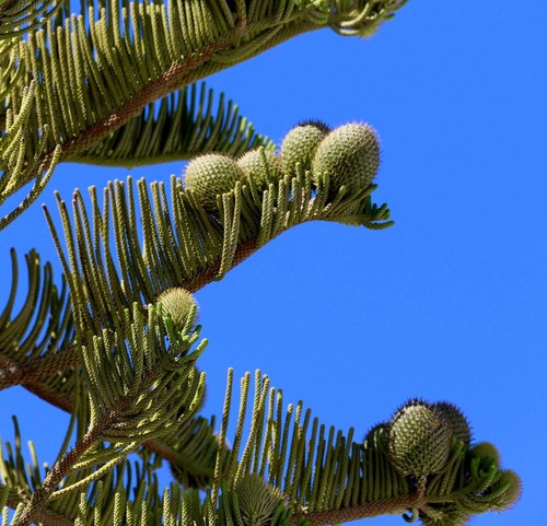 Araucaria heterophylla 80cm - heterophylla, 50-80cm