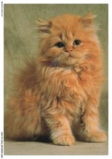 ASHP3-0168-CHAT - CHATON