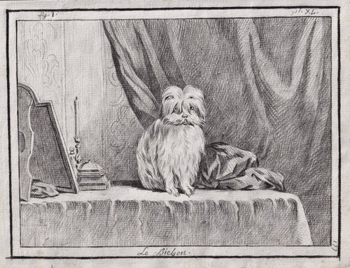 Dessin bichon chien 1780 - bichon,