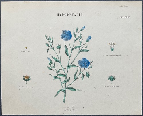 Herbier lin gravure - gravure, v
