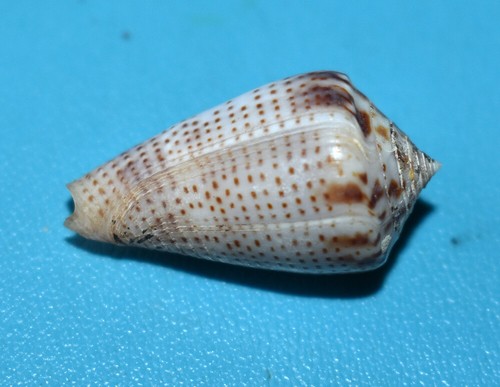 Sea shell coquillages - coquillages,