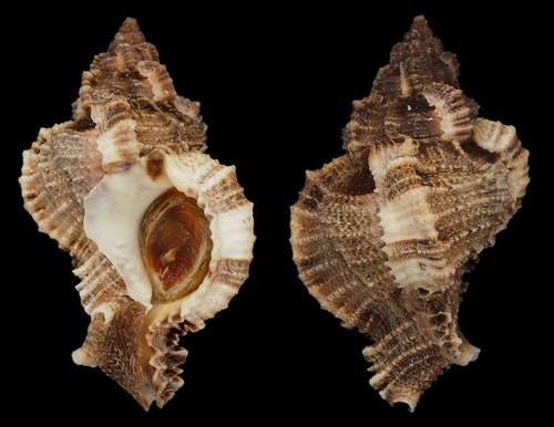 Coquillage collection - coquillage,