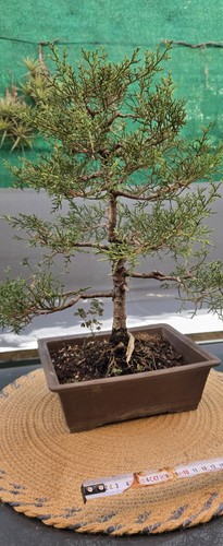 Bonsaï cyprès plante vivante - cyprès,